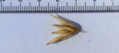 Spikelet